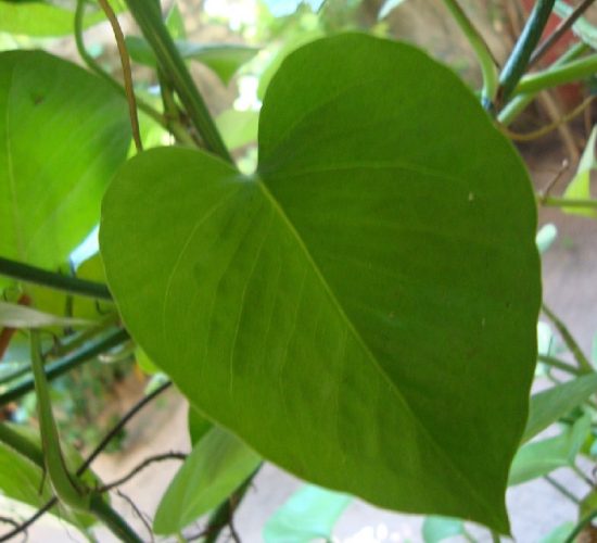 money plant
